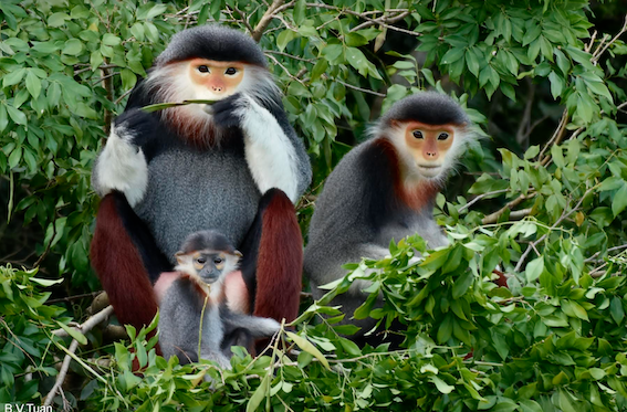 Ra mắt Quỹ Bảo tồn Loài với tổng kinh phí 1,4 triệu USD tại Việt Nam